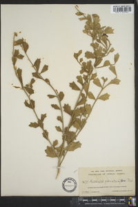 Baccharis glomeruliflora image