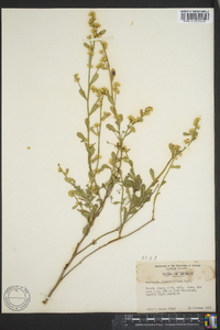 Baccharis glomeruliflora image