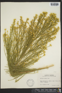 Baccharis salicina image