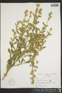 Baccharis glomeruliflora image