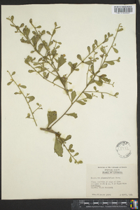 Baccharis glomeruliflora image