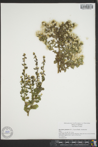 Baccharis pilularis image