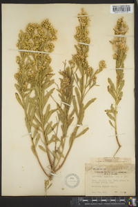 Baccharis salicina image