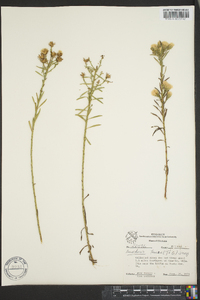 Baccharis texana image