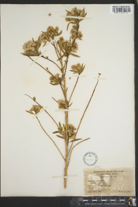 Baccharis salicifolia image