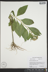 Pluchea camphorata image