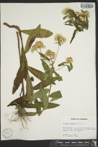 Pluchea foetida image