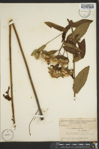 Pluchea foetida image