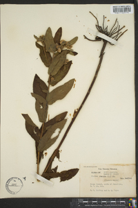 Pluchea foetida image