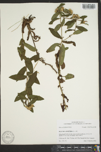 Pluchea foetida image