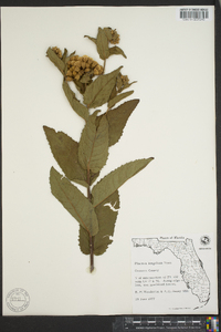 Pluchea longifolia image