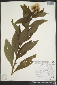 Pluchea longifolia image