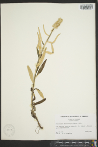 Pterocaulon pycnostachyum image