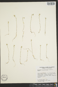 Micropus californicus image