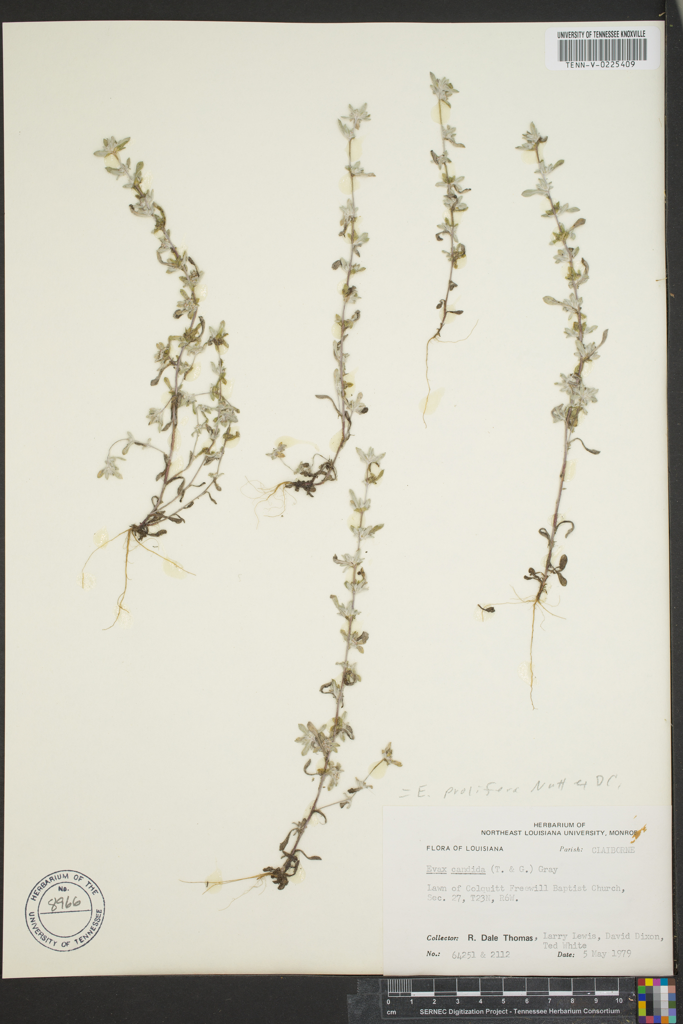 Diaperia candida image