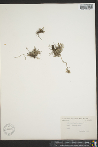 Antennaria alaskana image