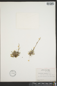 Antennaria angustata image