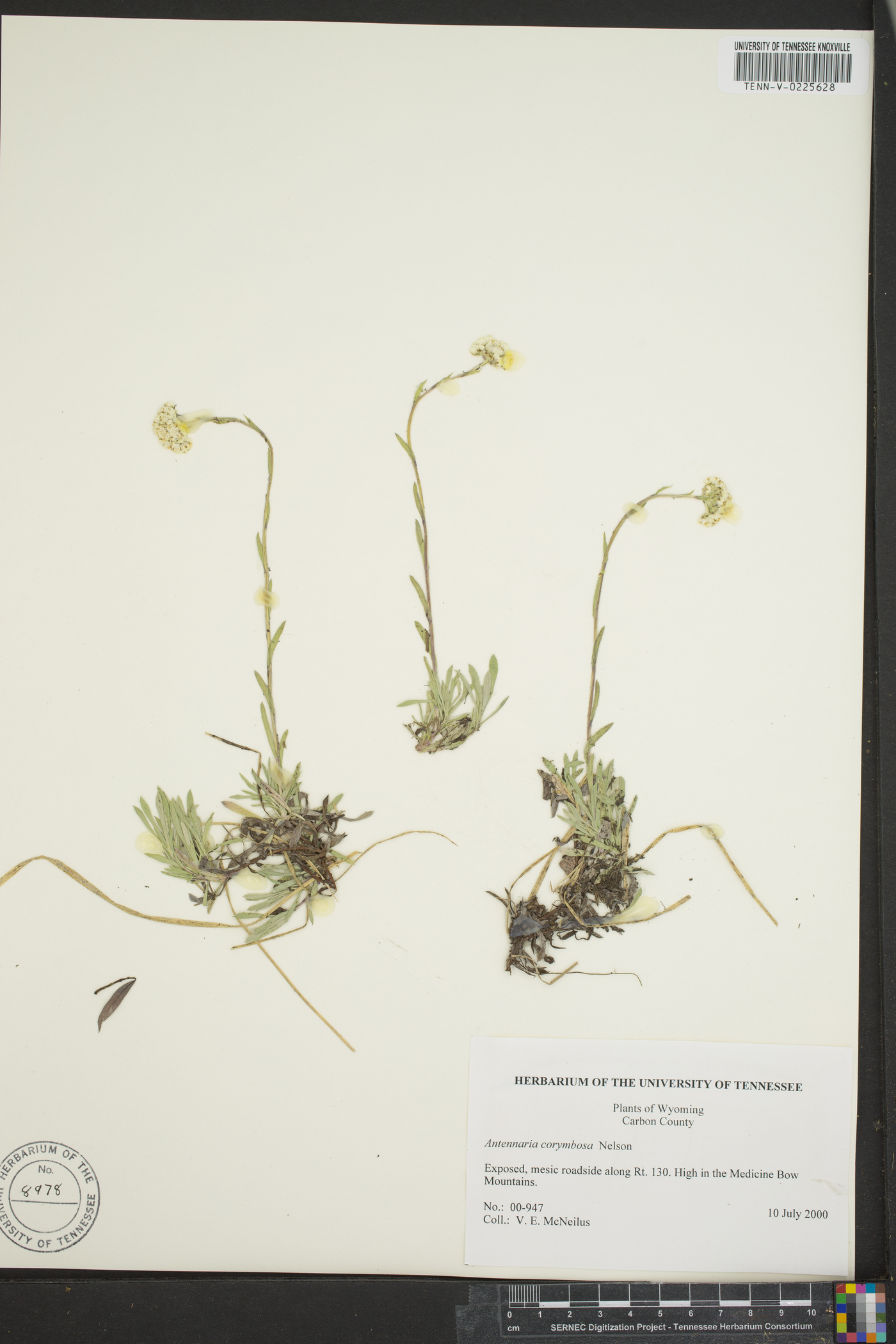Antennaria angustata image