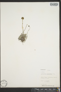 Antennaria friesiana image