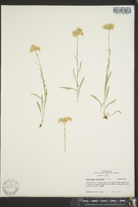 Antennaria luzuloides image