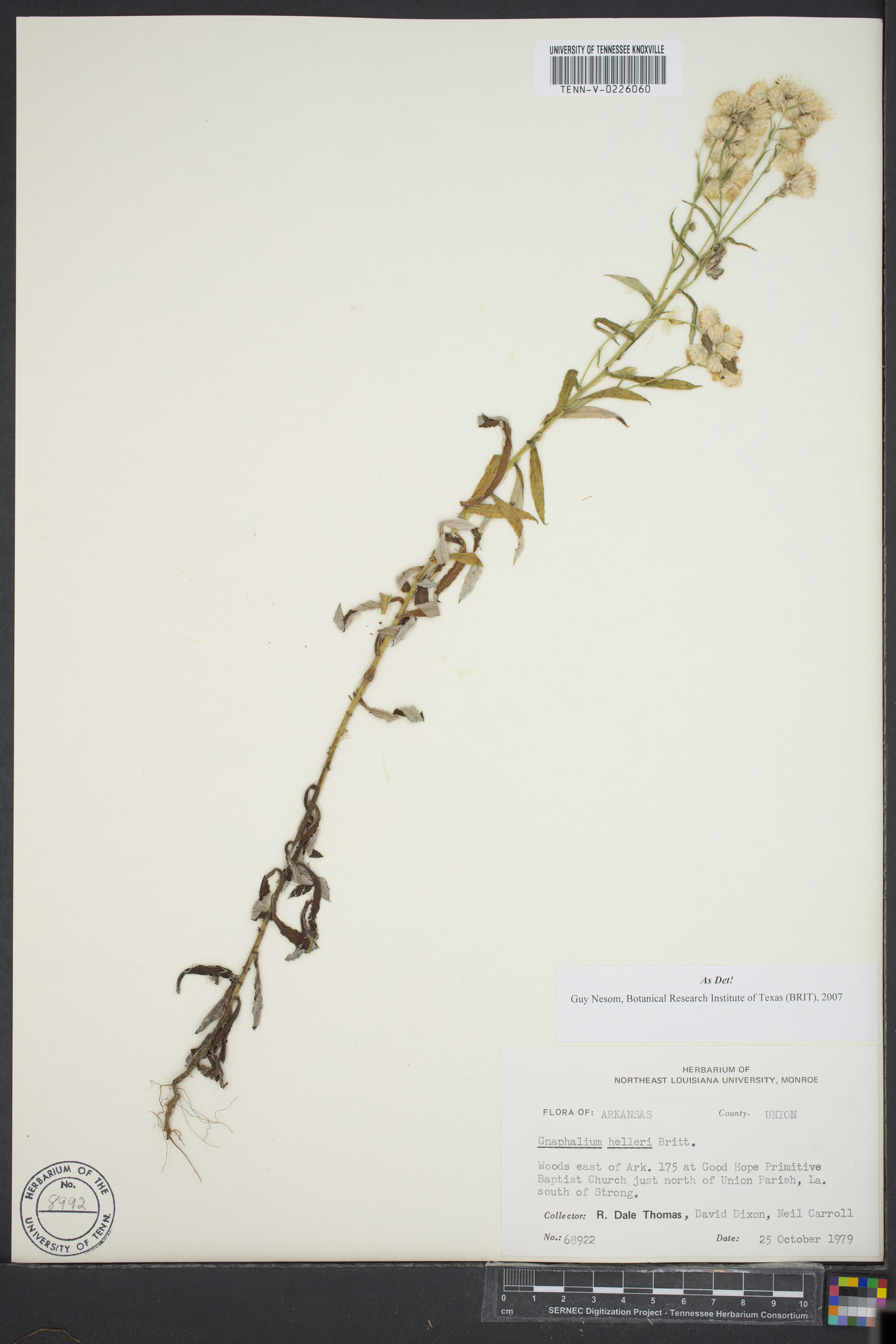 Gnaphalium helleri image