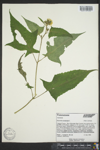 Polymnia canadensis image