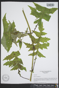 Polymnia canadensis image