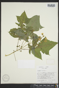 Polymnia canadensis image