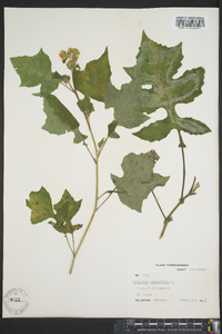 Polymnia canadensis image