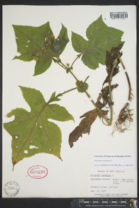 Polymnia canadensis image