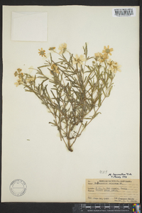 Melampodium leucanthum image