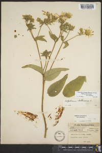 Silphium asteriscus var. asteriscus image