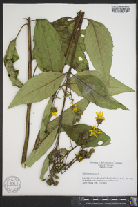 Silphium asteriscus image