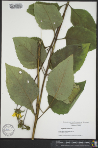 Silphium asteriscus image