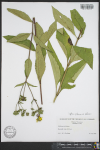 Silphium asteriscus image