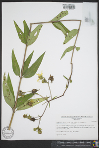 Silphium asteriscus image