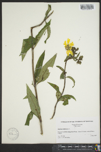 Silphium asteriscus image