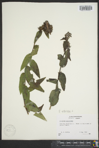 Silphium asteriscus image