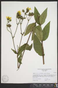 Silphium asteriscus var. asteriscus image