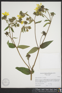 Silphium asteriscus var. asteriscus image