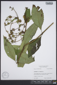 Silphium asteriscus image