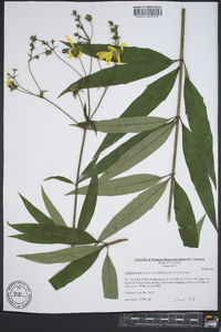 Silphium asteriscus var. trifoliatum image