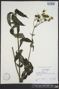 Silphium asteriscus var. trifoliatum image