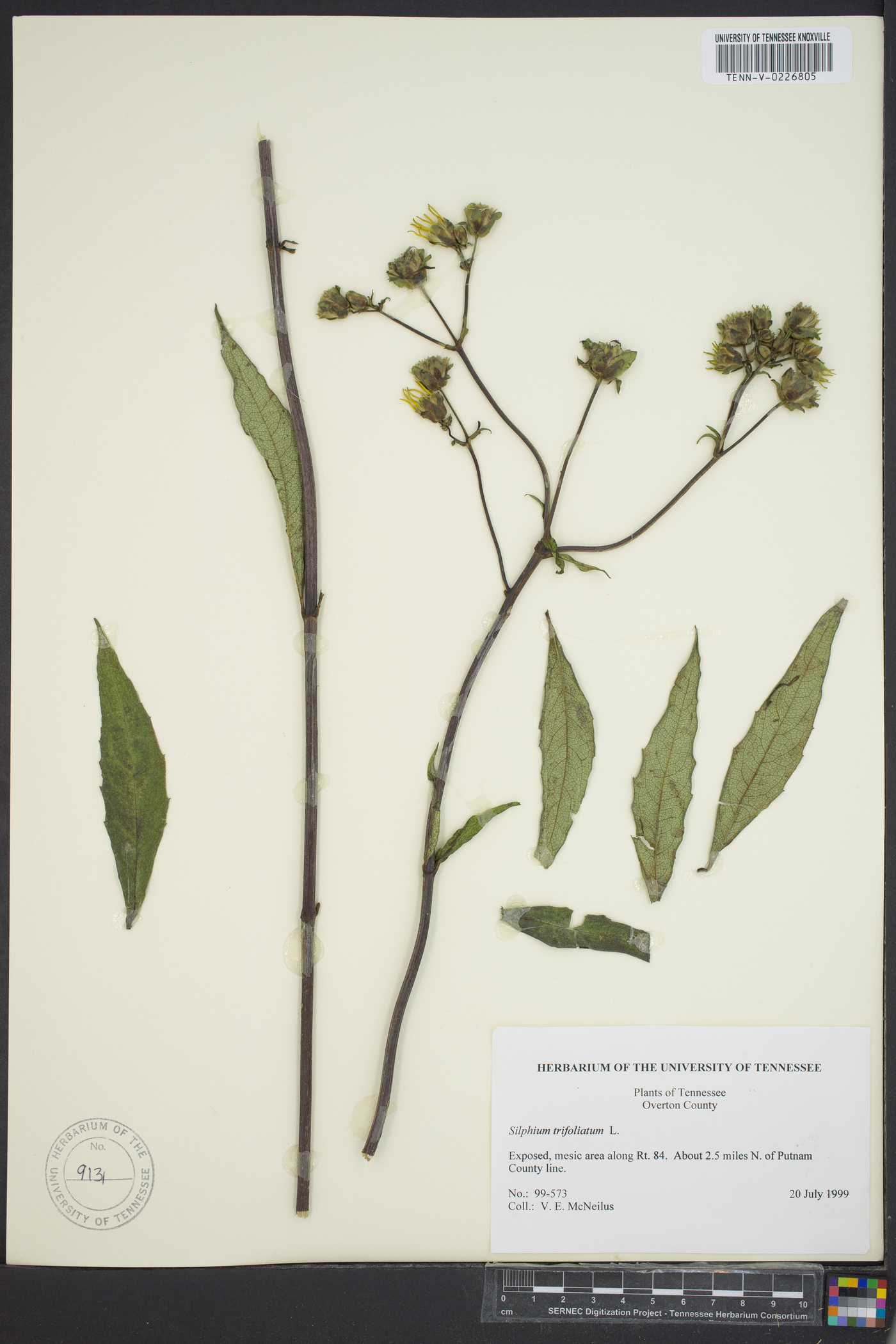 Silphium asteriscus var. trifoliatum image