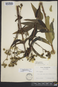 Silphium asteriscus var. trifoliatum image