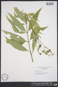 Silphium asteriscus var. trifoliatum image