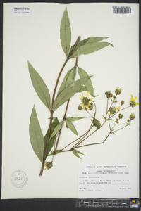 Silphium asteriscus image