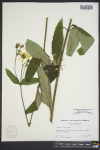 Silphium asteriscus var. trifoliatum image