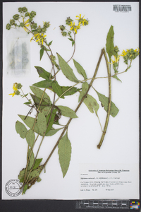 Silphium asteriscus var. trifoliatum image