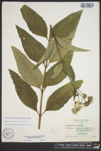 Silphium asteriscus image